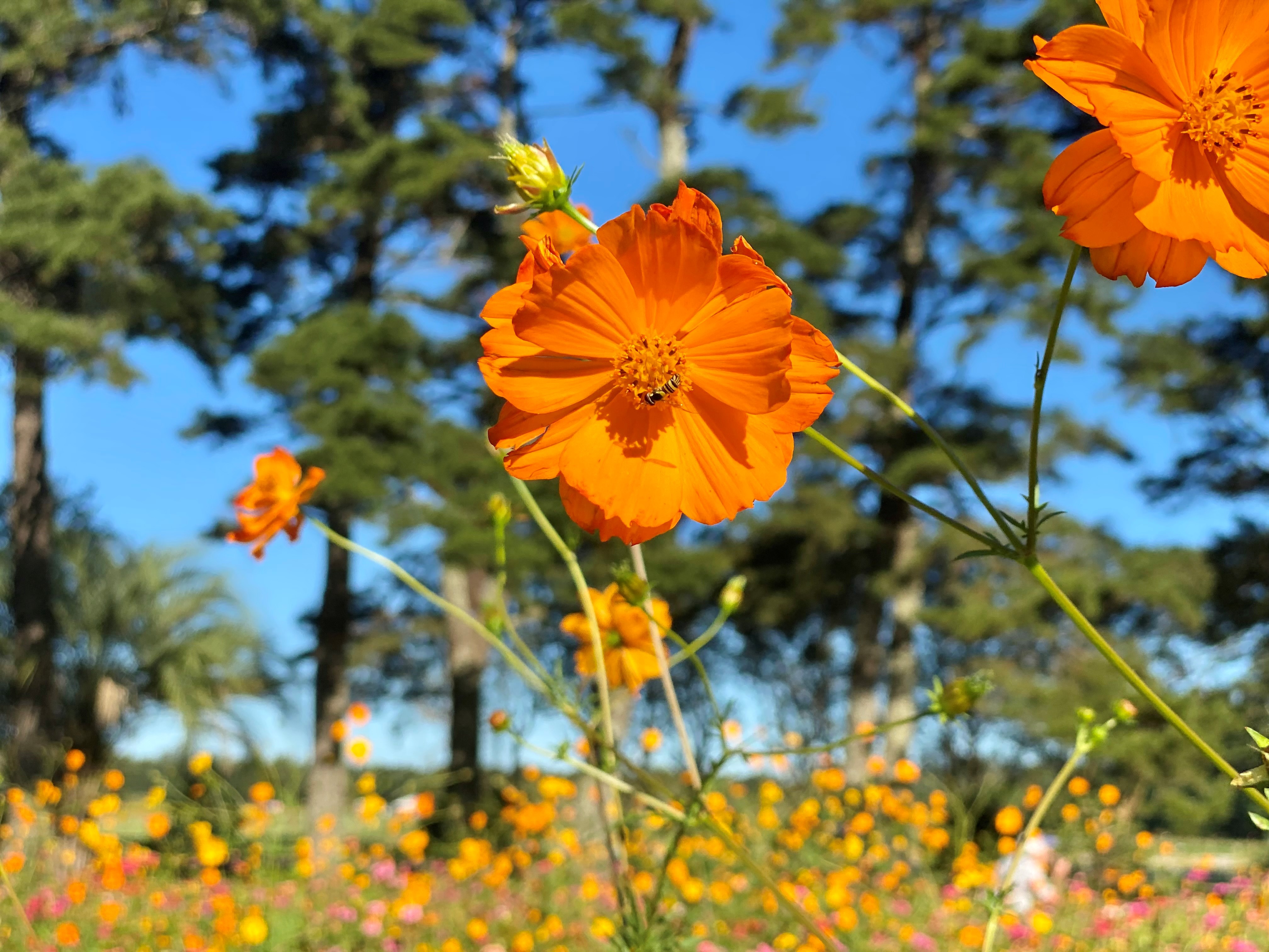 A cosmopolitan flower that thrives on neglect